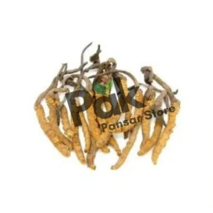 Caterpillar fungus image