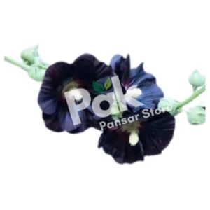 Hollyhock Flowers image