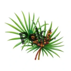 Saw Palmetto Extract image